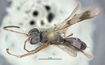 Media type: image;   Entomology 26631 Aspect: habitus dorsal view